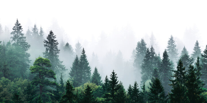forest in the fog panorama view isolated on white or transparent png - Powered by Adobe