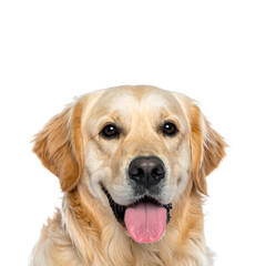 A friendly, isolated purebred golden retriever puppy sits, a beautiful and sweet studio portrait of a young domestic animal