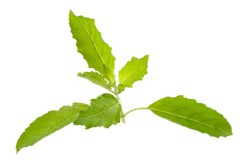 A fresh basil leaf isolated on a white background