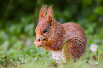 Fototapeta premium cute red squirrel is sitting in the green grass close-up