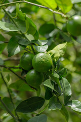 Bushy green lime fruits on a lime tree