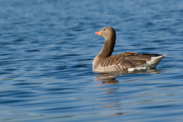 greylag goose is floating on water close-up