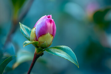 Fototapeta premium Close-up of a delicate pink flower bud.