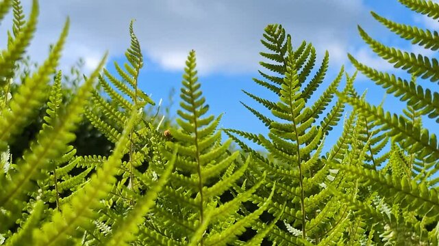 Gr&uuml;nes Farn bewegt sich leicht im Wind- Farnstrukturen in eindrucksvoller Nahaufnahme &ndash; Nat&uuml;rliches Pflanzenleben, Umwelt, Natur, Flora, Fotosynthese, Botanik, blauer Himmel