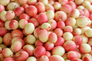 Pile of Karonda Fruit, Carissa carandas L. Karanda; Carunda