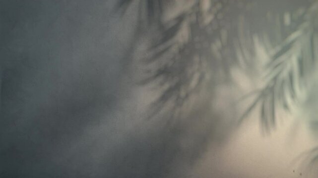 4K Seamless loop of palm leaf shadows on soft misty gradient background, gentle natural light animation with copy space, tropical overlay for ambient visuals, design presentations, and motion branding