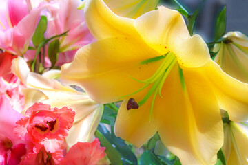 Close-up of bright yellow lily and other flowers in full bloom. Card.
