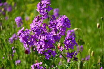 Obraz premium Hesperis matronalis, damask violet in a green meadow