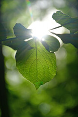 leaf in back-lighting with sun reflexion
