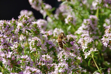 thyme with flowers in spring and bee