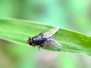 Close up of Face fly (Musca autumnalis), fly in green leaves