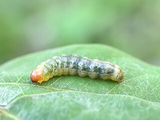 caterpillar on a leaf