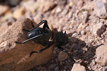 A large and spectacular Orthoptera, Eugaster spinulosa (Orthoptera, Tettigoniidae), met in mountains of Jebel Saghro, Atlas, Anti Atlas, Morocco.  © Iwona