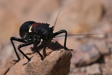 A large and spectacular Orthoptera, Eugaster spinulosa (Orthoptera, Tettigoniidae), met in mountains of Jebel Saghro, Atlas, Anti Atlas, Morocco.  © Iwona