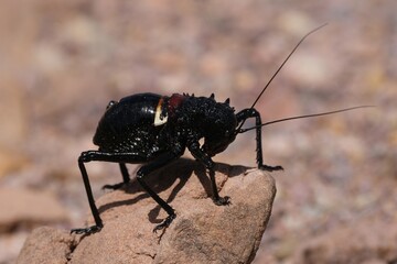 A large and spectacular Orthoptera, Eugaster spinulosa (Orthoptera, Tettigoniidae), met in mountains of Jebel Saghro, Atlas, Anti Atlas, Morocco.  © Iwona