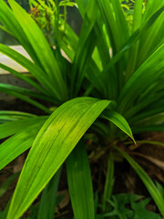 green leaf pandan plant