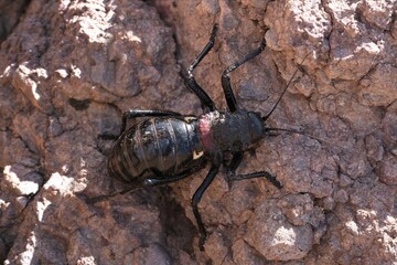 A large and spectacular Orthoptera, Eugaster spinulosa (Orthoptera, Tettigoniidae), met in mountains of Jebel Saghro, Atlas, Anti Atlas, Morocco. 