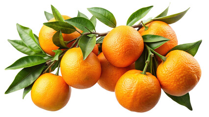 A Vibrant Bunch of Fresh Oranges with Green Leaves on a Branch