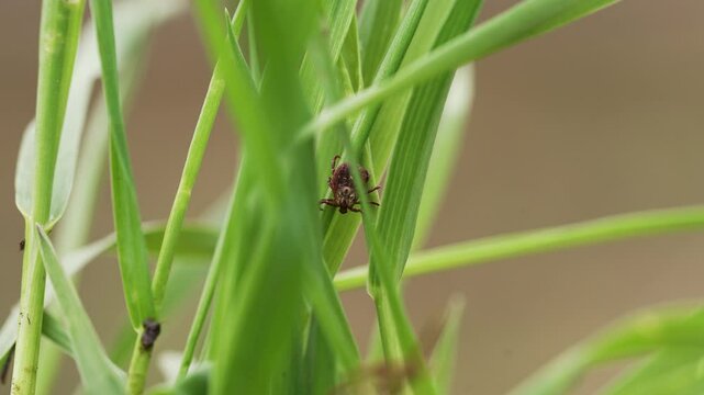 Blood-seeking tick slowly crawling across verdant grass blade, searching for potential host during warm seasonal environment