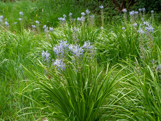 Large camas, Camassia leichtlinii, flowering in a meadow