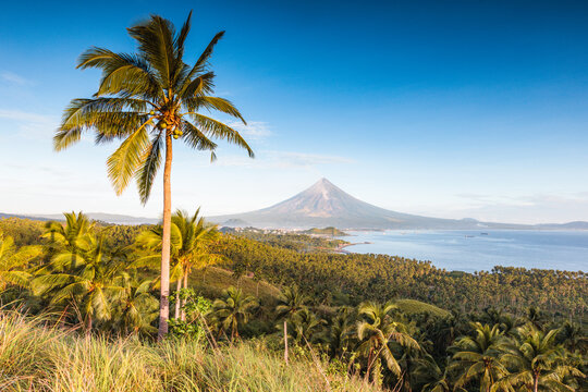 Mayon volcano and palm tree, Philippines
