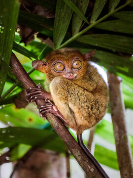 Close up of Philippine tarsier (Carlito syrichta), Bohol, Philippines