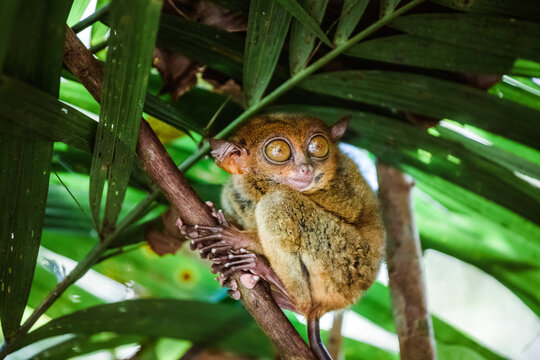 Close up of Philippine tarsier (Carlito syrichta), Bohol, Philippines