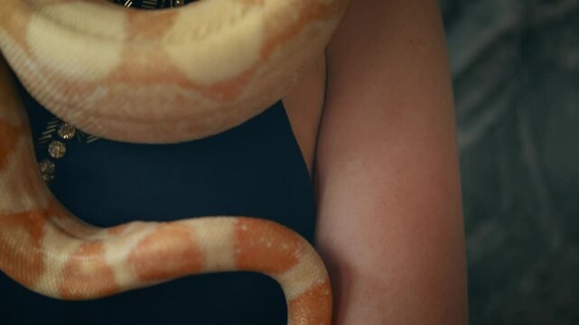 fantasy woman queen of snakes. Girl vampire fashion model posing with yellow tiger python snake animal. Beauty face lips blue eyes looking at camera. Lady love pet anaconda crawls over neck sexy body