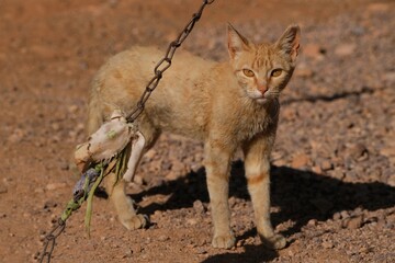 Ginger cat in nomad camp, Jebel Saghro, Atlas, Anti Atlas, Morocco