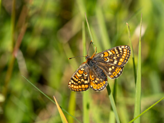 Marsh Fritillary Butterfly. Wings Open.