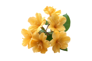 Bright yellow flower cluster with protruding stamens and glossy green leaves on stem, isolated on a transparent background