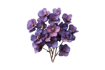 Delicate purple flowers with thin petals and golden centers in a clustered bouquet, isolated on a transparent background