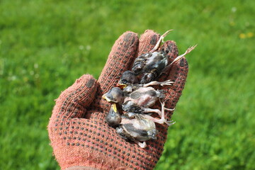Dead little sparrow chicks that fell out of the nest. Dead chicks on the palm of an ecologist.