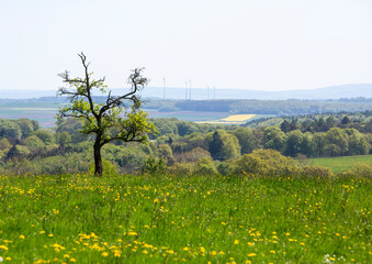 tree in grassy meadow with wind turbines in the backround in suedeifel