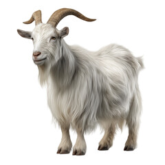 Fototapeta premium Goat Isolated on a White Background
