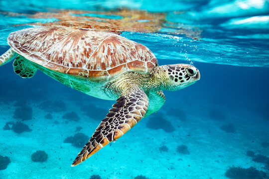 Close up of sea turtle underwater, Bohol, Philippines