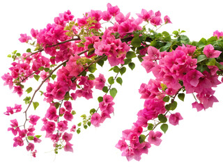 rendered image of a blooming vine bougainvillea white background, PNG