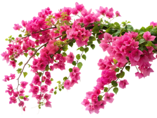 rendered image of a blooming vine bougainvillea white background, PNG