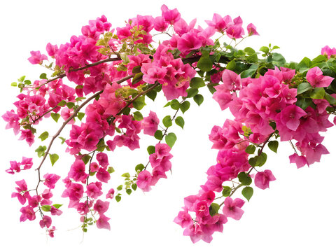 rendered image of a blooming vine bougainvillea white background, PNG