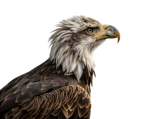 Obraz premium American eagle isolated on white