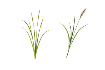 Obraz premium Green Grass Borders Set Isolated White Background With Gradient Mesh, Vector Illustration.