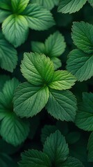 Emerald Green Leaves: A Lush Tapestry of Nature's Beauty
