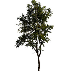 Single green oak tree isolated on a white background with natural summer foliage