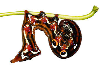 Black caterpillar preparing to pupate on white background