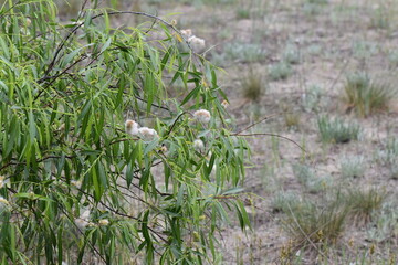 blooming fluffy pussy willow branches in the forest in April month close-up