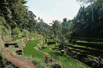 Lush green rice terraces in Tegallalang, Ubud, Bali, showcasing traditional agricultural practices under clear blue skies