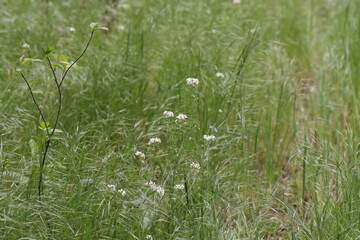 green grass with little white flowers