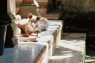 Sunny afternoon relaxation of a dog on a temple step in Bali, Indonesia, showcasing the serene atmosphere