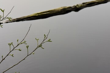 young green twig on foggy lake background