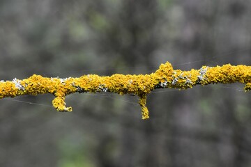 yellow lichen on a branch tree in the forest
